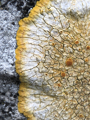 Variospora aurantia