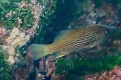 Odontoscion eurymesops