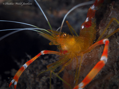 Stenopus scutellatus