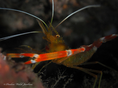 Stenopus scutellatus