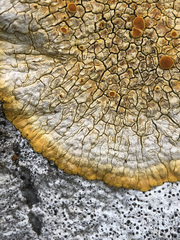 Variospora aurantia