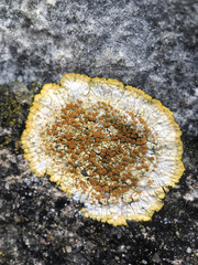 Variospora aurantia