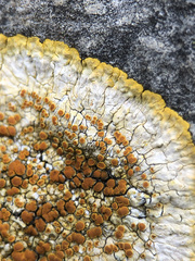 Variospora aurantia