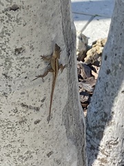 Anolis sagrei