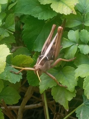 Acanthacris ruficornis