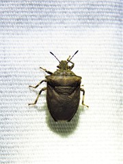 Amaurochrous cinctipes