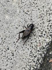 Gryllus pennsylvanicus