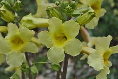 Incarvillea lutea