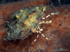 Pagurus brevidactylus