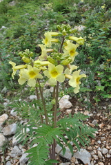 Incarvillea lutea