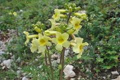 Incarvillea lutea