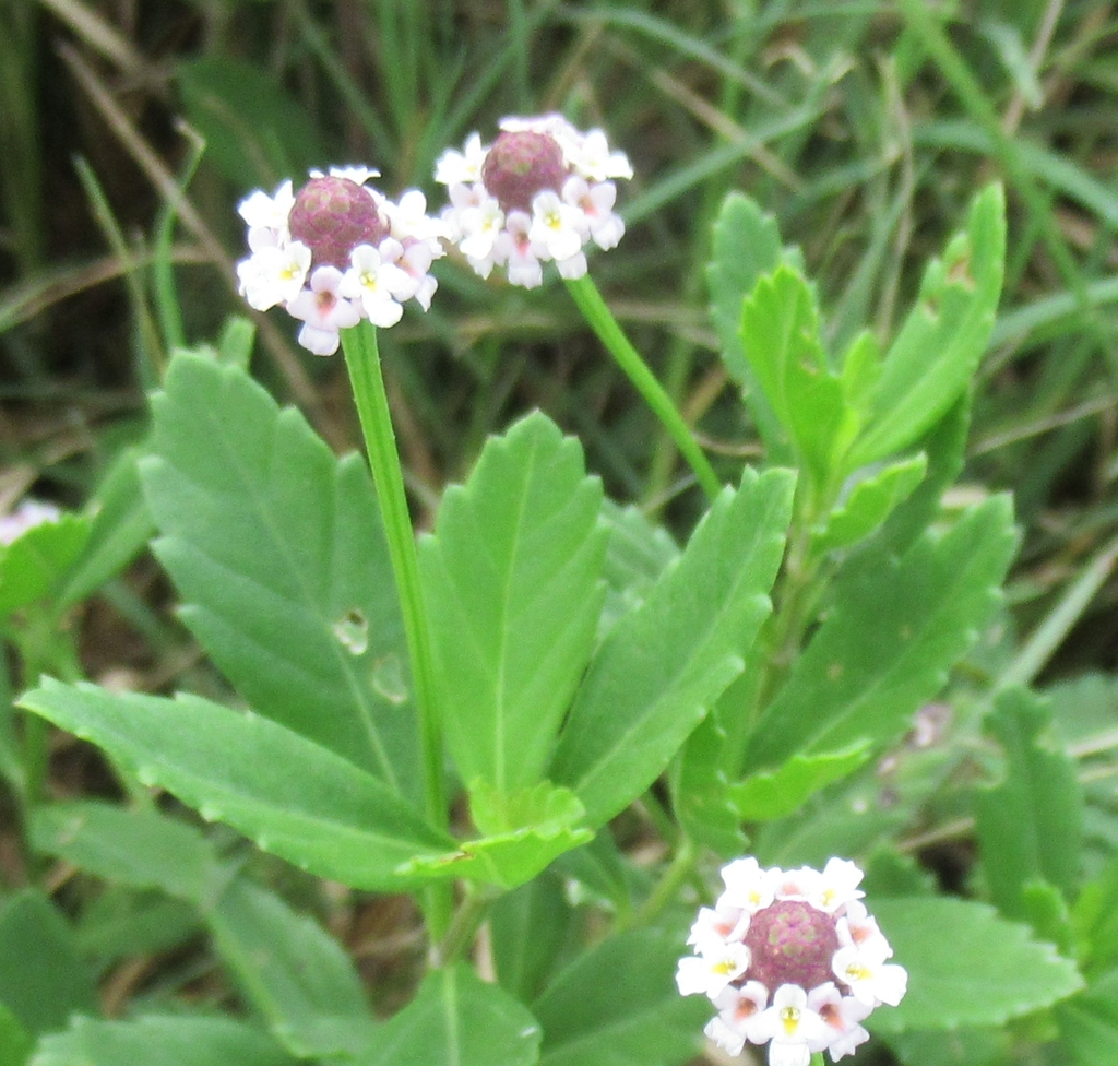 lanceleaf frogfruit from Richland Creek WMA, Hwy 287, Freestone County ...