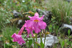 Incarvillea forrestii