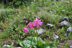 Incarvillea forrestii