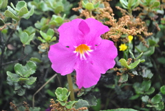 Incarvillea forrestii