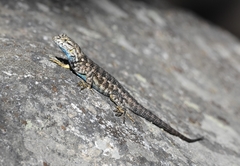 Sceloporus occidentalis taylori