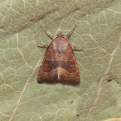 Atethmia ambusta