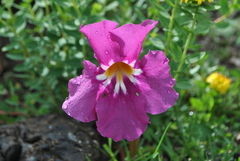 Incarvillea forrestii