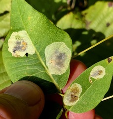 Anarsioses aberrans