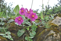 Incarvillea forrestii