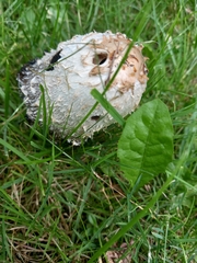 Coprinus comatus