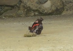 Podotricha telesiphe