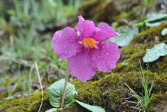 Incarvillea forrestii