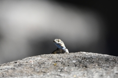 Sceloporus occidentalis taylori