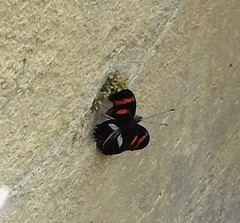 Podotricha telesiphe