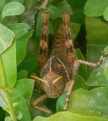 Acanthacris ruficornis