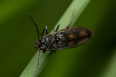 Liotrichus umbripennis
