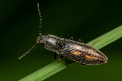Liotrichus umbripennis