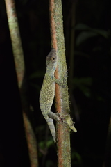 Anolis podocarpus