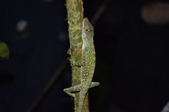 Anolis podocarpus