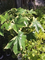 x Fatshedera lizei