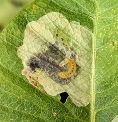 Anarsioses aberrans