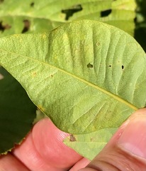 Anarsioses aberrans
