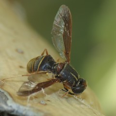 Hermetia comstocki