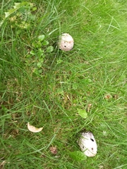Coprinus comatus