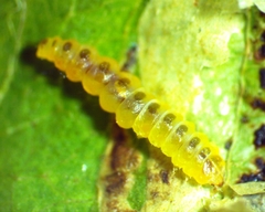Anarsioses aberrans
