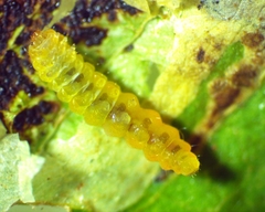 Anarsioses aberrans