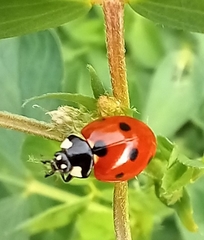 Coccinella septempunctata