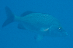 Haemulon scudderii