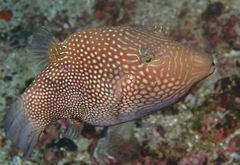 Canthigaster janthinoptera