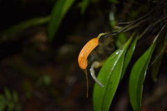 Masdevallia hirtzii