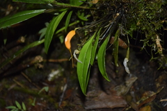 Masdevallia hirtzii