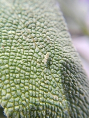 Eupteryx decemnotata