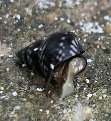 Echinolittorina interrupta