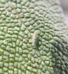 Eupteryx decemnotata