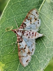 Azochis rufidiscalis